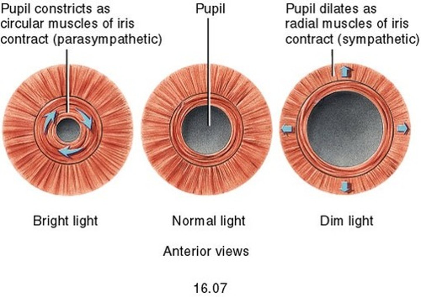 <p>Circular muscles contract, radial muscles relax, pupil constricts so that less light can enter the eye</p>