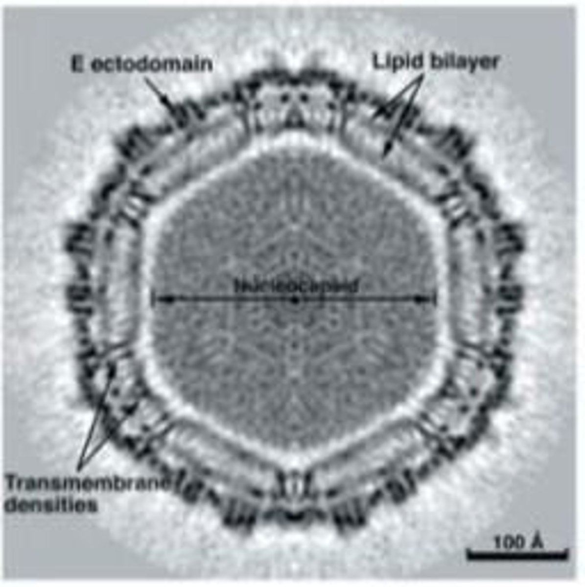 <p>It protects the viral genome and assists in the entry process</p>