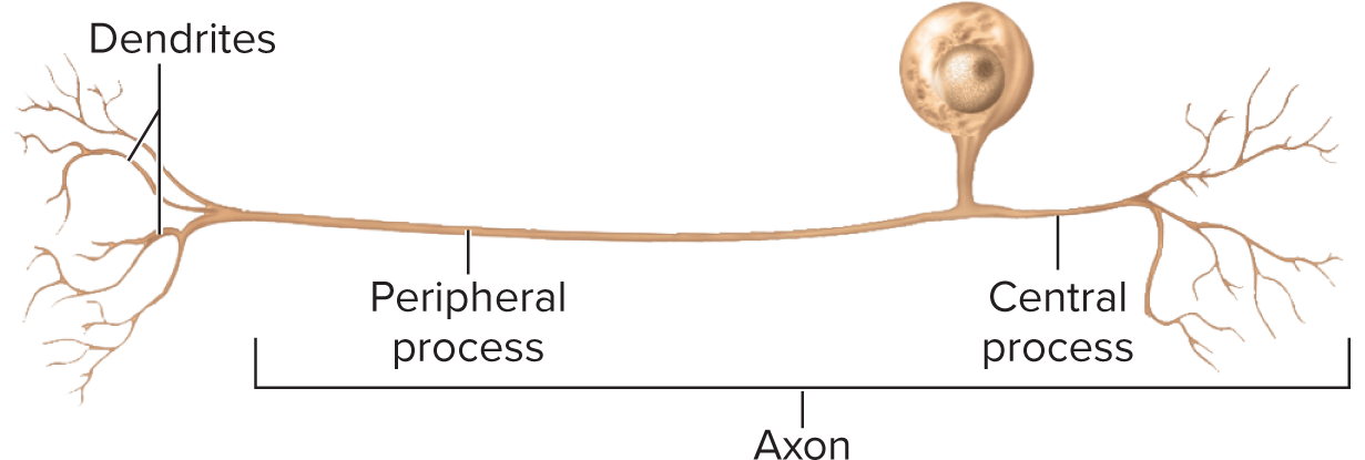 <p>In unipolar neurons the dendrites are considered to be only the short receptive ending. The rest of the process, both peripheral and central, is the&nbsp;</p>