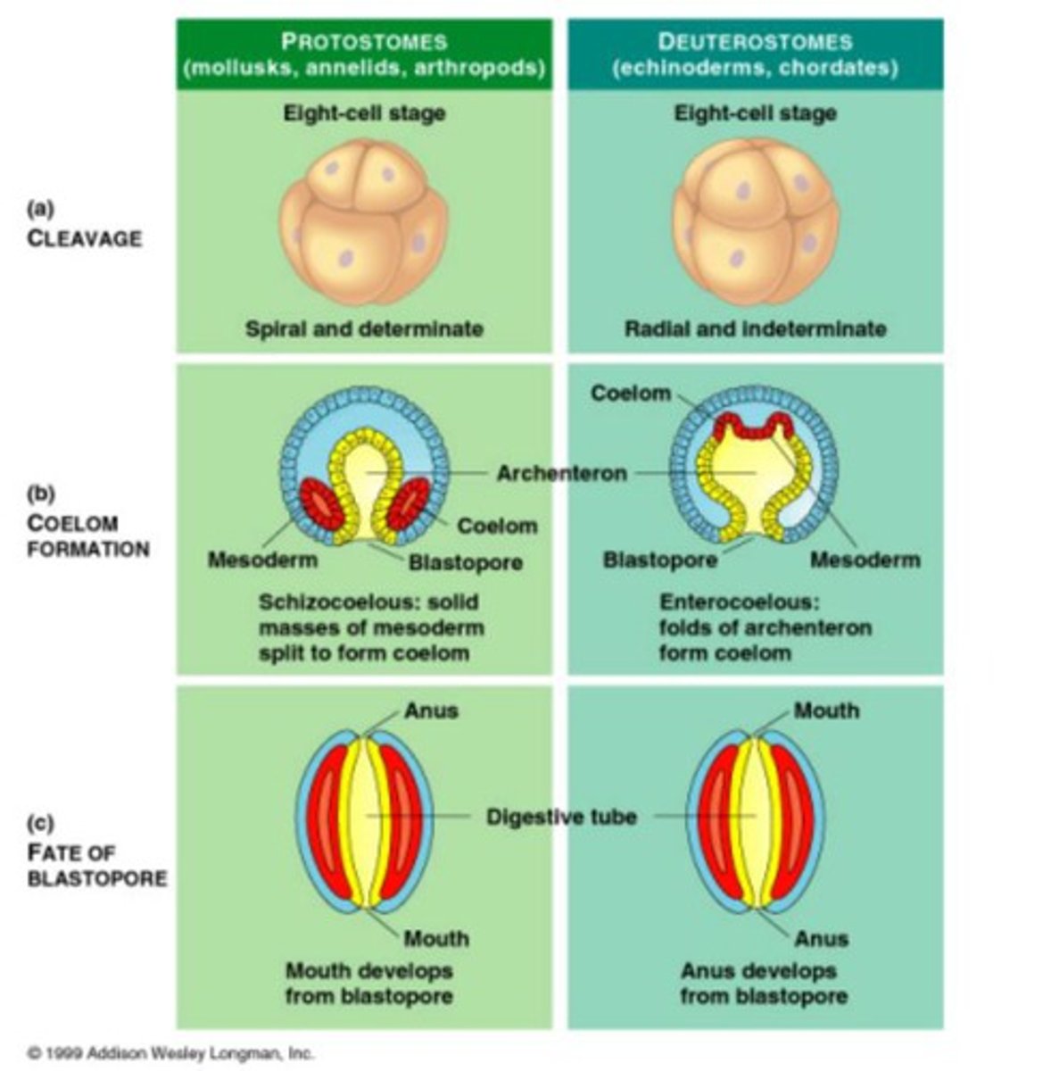 <p>deuterostomer: coelom bidas som flickor från archenteron</p><p>protostomer: coelom bildas genom klyvning av mesodermet</p>