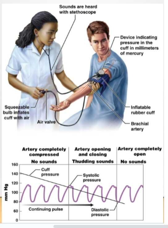 <p>The force exerted by the blood against the walls of blood vessels. (120/80). It can be measured using a sphygmomanometer. Measures pressure in the brachial artery of the arm.</p>
