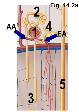 <p><strong><mark data-color="yellow" style="background-color: yellow; color: inherit;">Basic structure of a nephron</mark></strong></p>