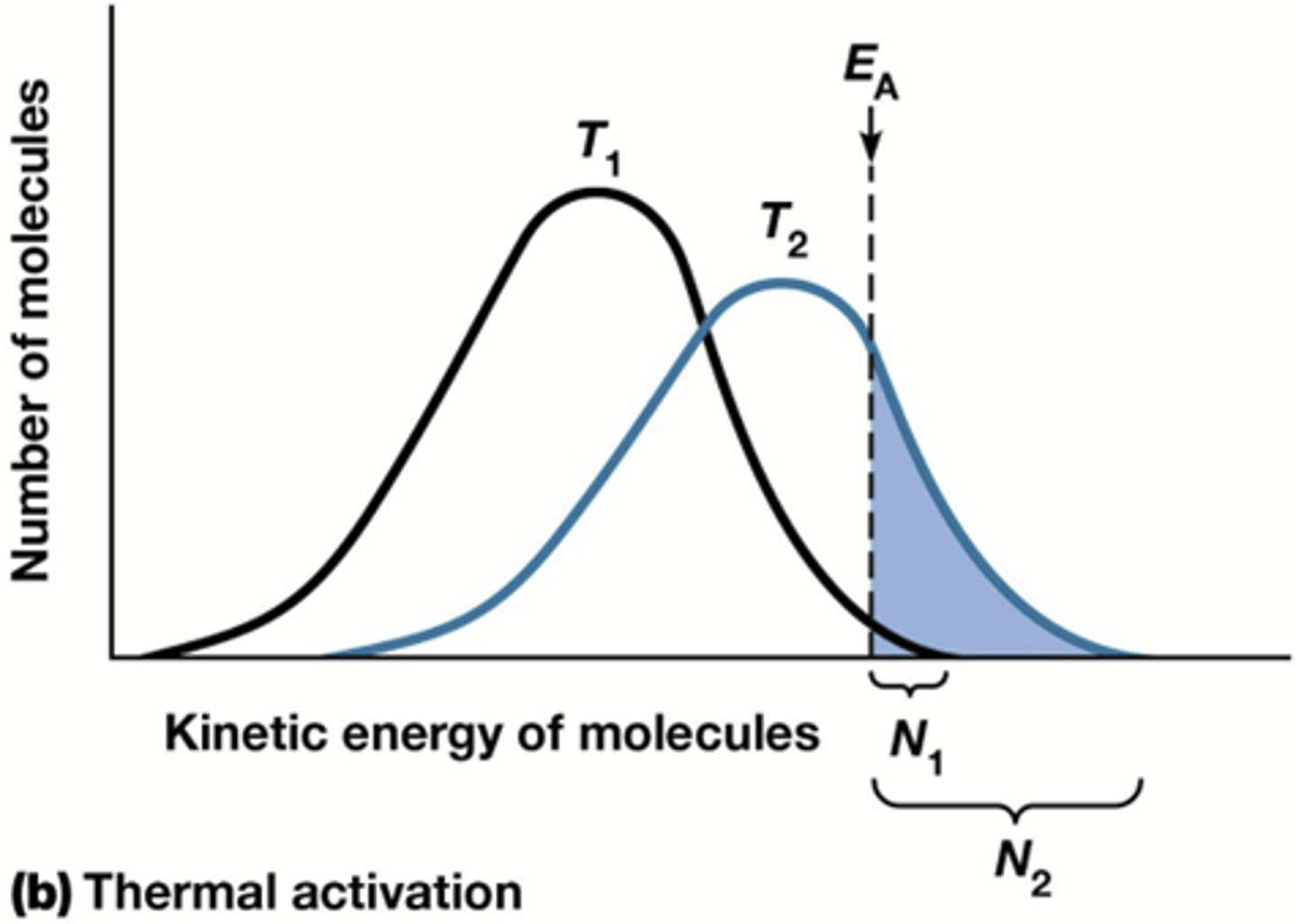 <p>-verhoging concentratie reagentia (meer kans om te botsen)</p><p>-verhoging temperatuur: verhogen gemiddelde kinetische energie ->onmogelijk voor mensen want onze temp is constant (zie foto)</p><p>-verlagen van Ea (toevoeging katalysator)</p>