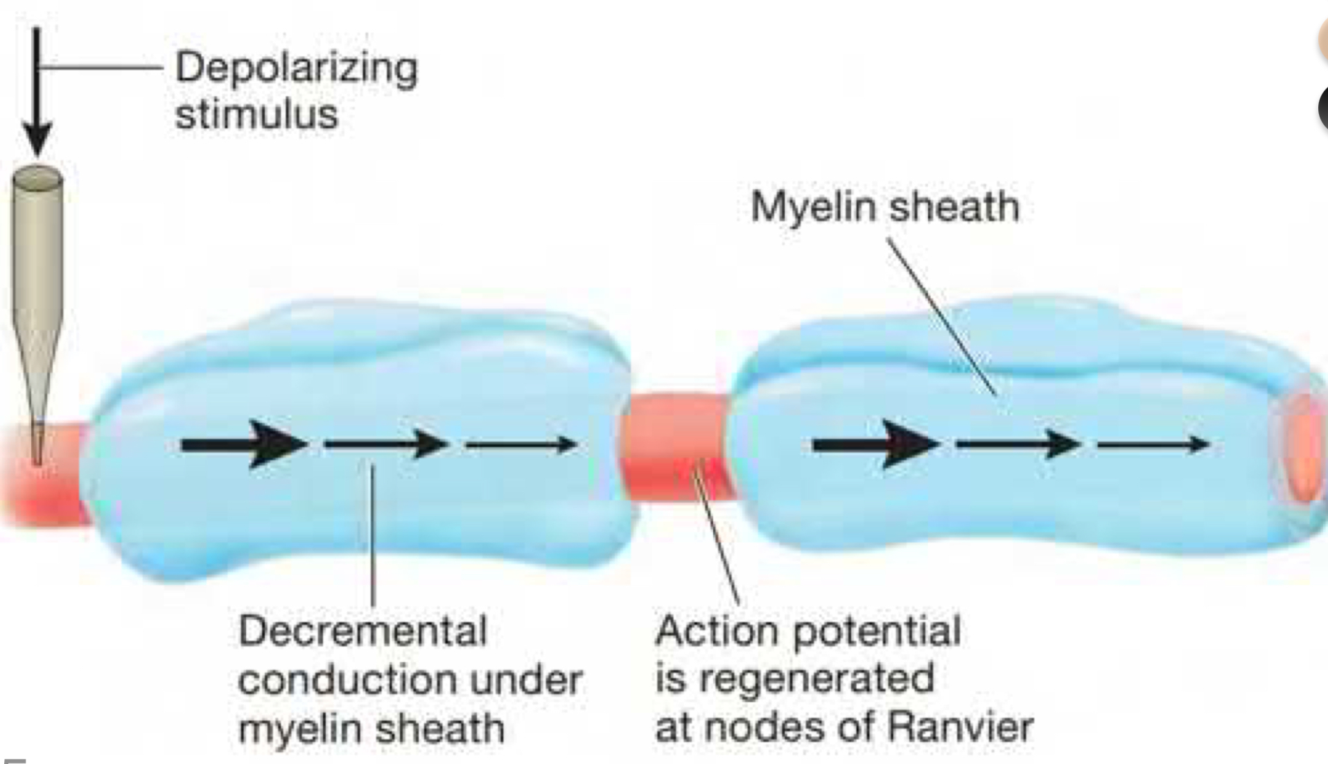 conduction of action potentials by myelinated axons. **Action potential decrementally gets retriggered at Nodes of Ranvier and the electrical message is conducted along myelinated area to the next node. Very fast and less energy is needed to keep Na balance because only a little Na enters @ the nodes**
