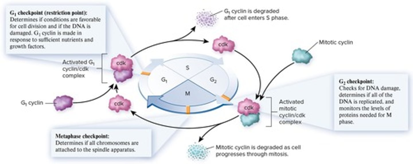 <p>Process of nuclear division producing daughter cells.</p>