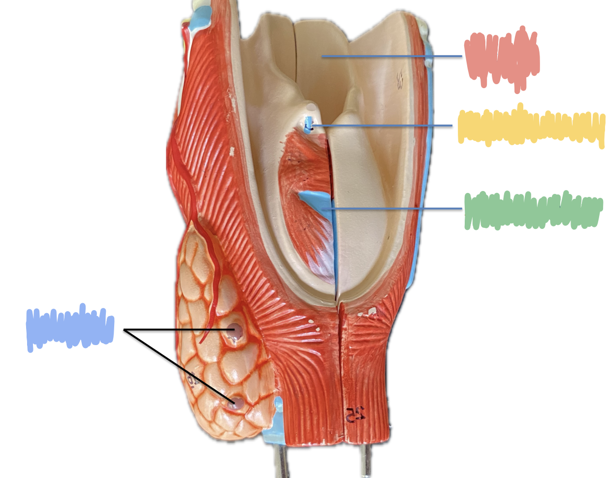 <p>What is indicated by the Green?</p>