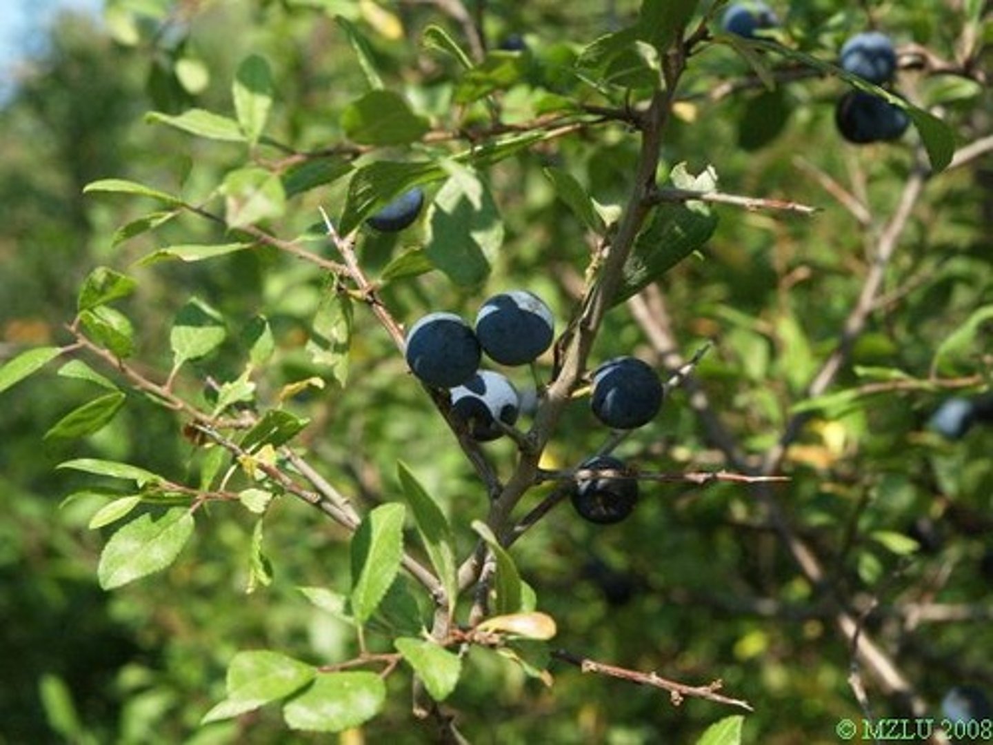 <p>- Peckovice kulovité, 1,0-1,5 cm v Ø, modročerné, ojíněné, s trpkou zelenavou dužninou. Pecka kulovitá až vejcovitá, 0,7-1,0 cm v Ø, slabě smáčklá, na povrchu jamkovatá, těžko se odděluje od dužniny.</p>