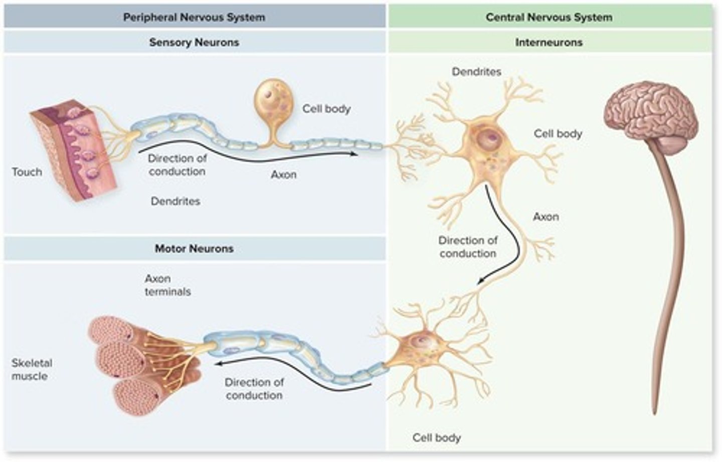 <p>Sensory neurons, motor neurons, and interneurons.</p>