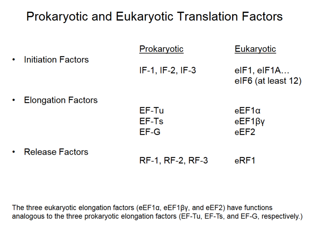 <ul><li><p>Other proteins found in both eukaryotic/prokaryotic cells to facilitates protein synthesis.</p></li><li><p>Prokaryotes have 3 initiation, elongation, and release factors each.</p></li><li><p>Eukaryotes have at least 12 initiation, 3 elongation and 1 release factors.</p><ul><li><p>Eukaryotic elongation factors 1:1 with prokaryotic’s.</p></li></ul></li></ul><p></p>