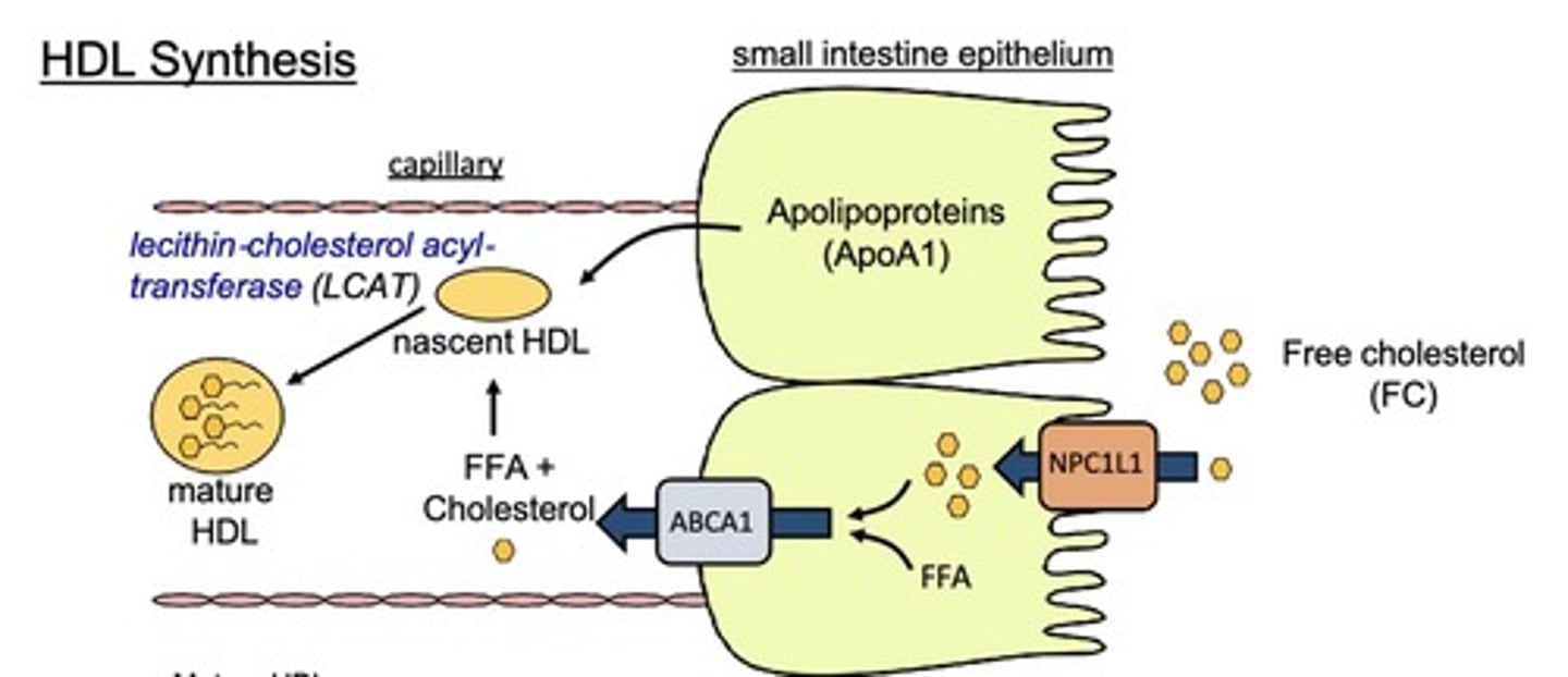 <p><u>ApoA1</u> helps form <u>nascent HDL</u>, which <u>matures</u> with the addition of <u>FFA and Chol</u>, aided by lecithin-cholesterol acyltransferase <u>(LCAT)</u>.</p>