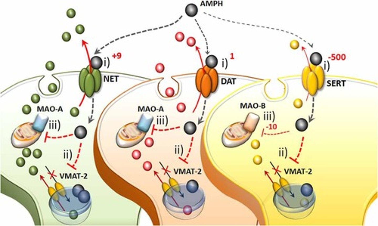 <p>They are competitive substrates that reverse transport direction &amp; impair monoamine oxidase (MAO) function.</p>