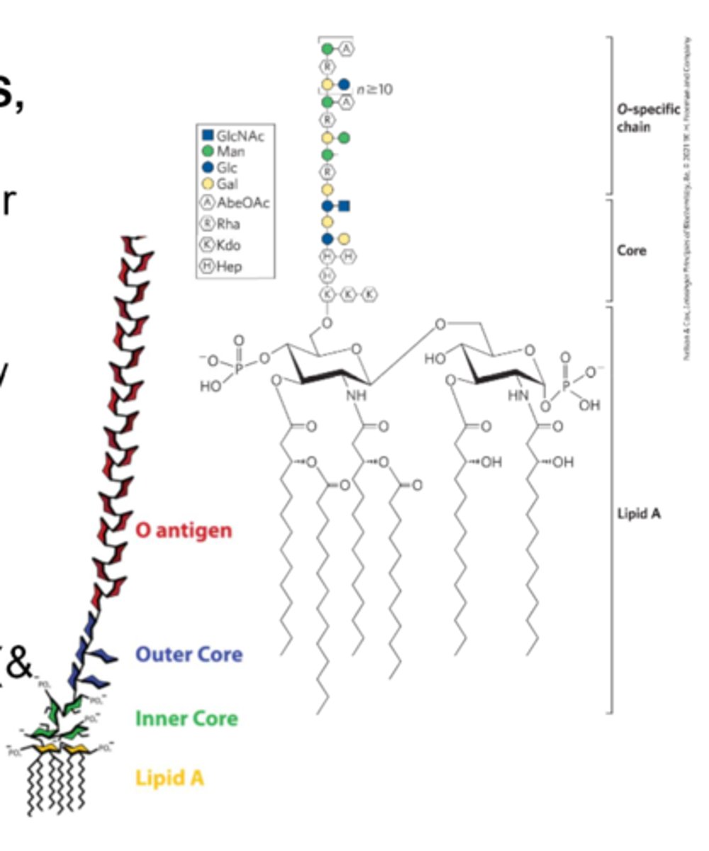 <p>(LPS, endotoxin): A dominant surface feature of the outer membrane of <strong>gram-negative</strong> bacteria</p><p>-O antigen is recognized by the immune system and antibodies are generated against it</p><p>-Potent</p><p>-Can cause <strong>septic shock</strong> (&amp; other negative effects)</p>