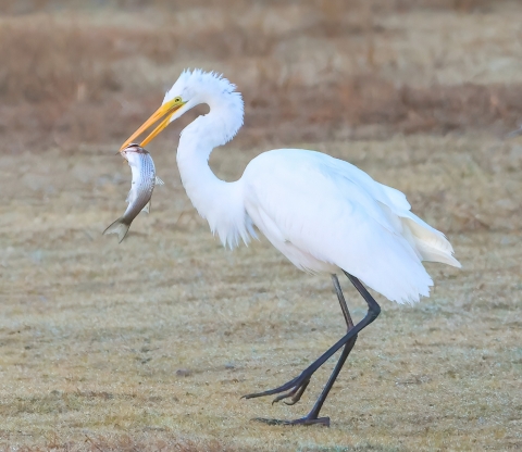 <p>Great Egret</p>