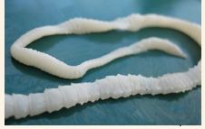 <p>Are known as tapeworms are parasitic, and polyzoic or have segmented body.</p>