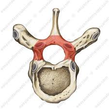 <ul><li><p>houses&nbsp;and protects the dorsal and lateral surfaces of the spinal cord</p></li></ul><p></p>