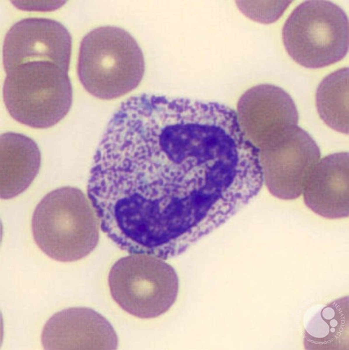 <p>- Dark purple-black primary granules in cytoplasm of neutrophils</p>