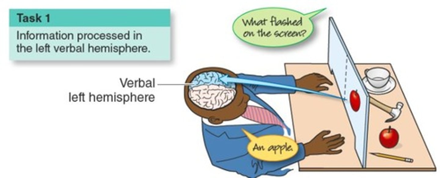 <p>They demonstrate that information from the visual field is processed contralaterally in the brain.</p>