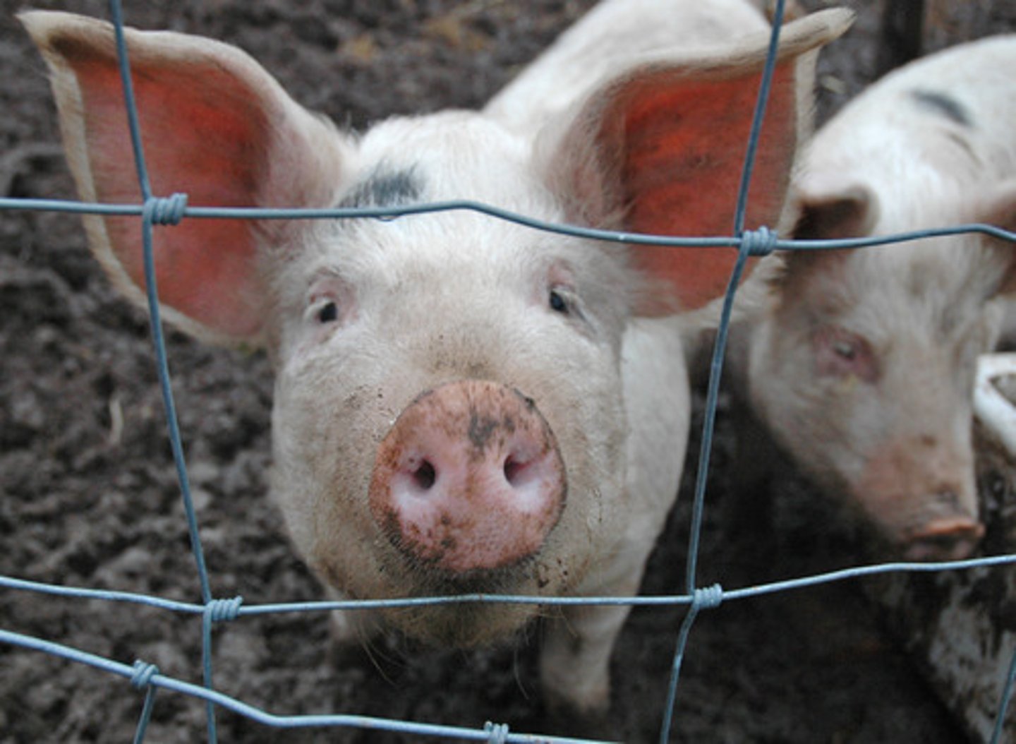<p>Pigs</p>