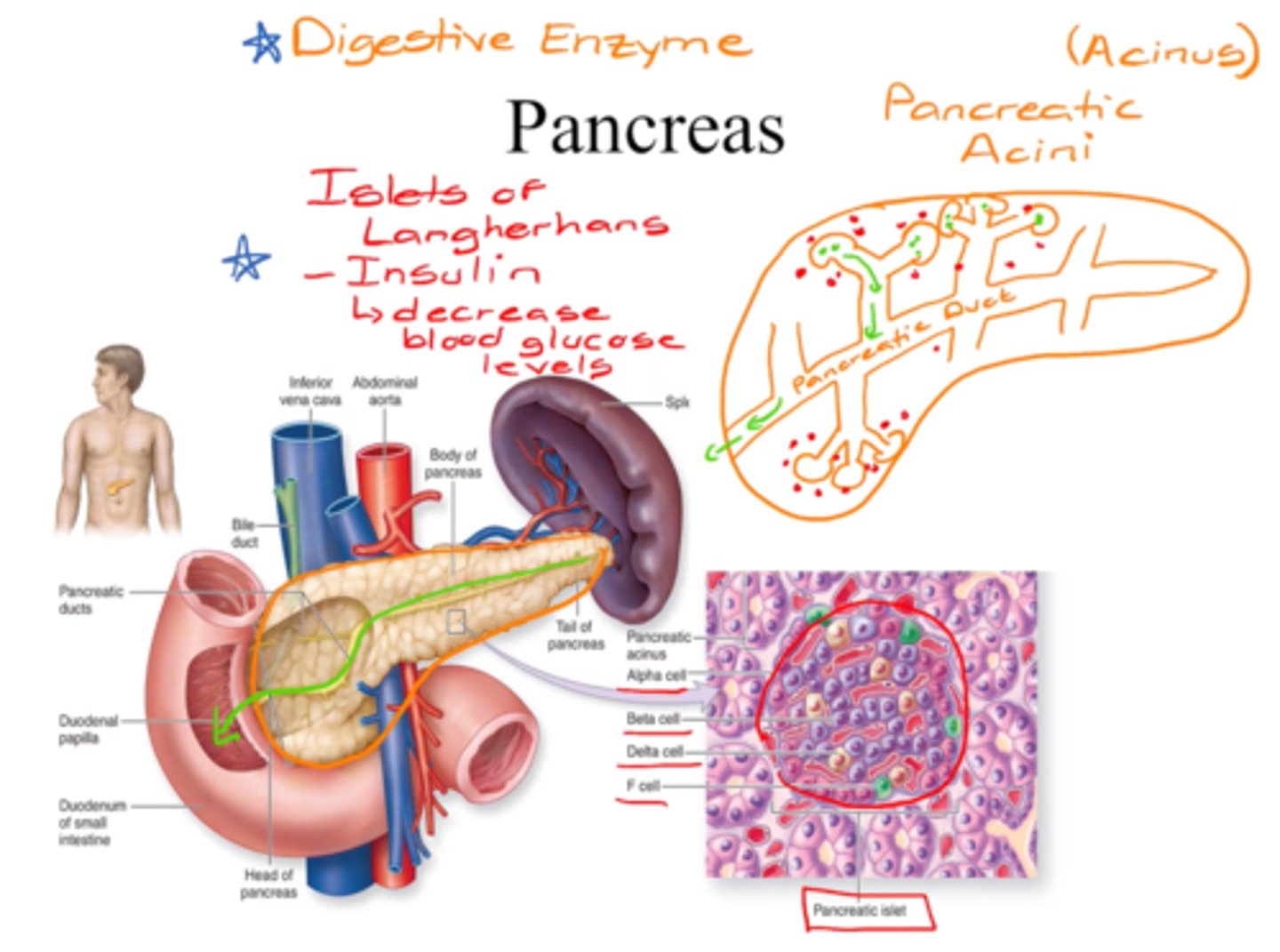<p>- pancreatic duct -> (alveolar) pancreatic acini(us)</p><p>- releases a digestive enzyme (part of digestive sys)</p><p>islets of langerhans </p><p>- releases insulin -> decrease blood glucose levels </p><p>(ex; after eating, release insulin to absorb glucose)</p>