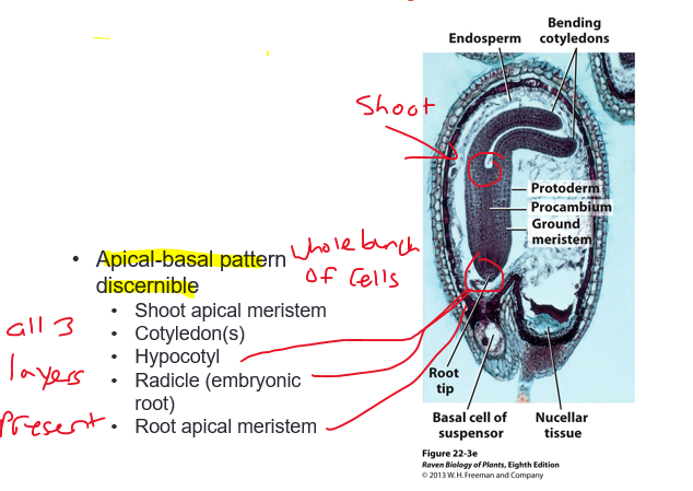 <ul><li><p>cotyledons elongate</p></li><li><p>suspensor NO LONGER PRESENT</p></li><li><p>embryo is near maturity </p></li><li><p>apical-basal pattern discernible </p></li></ul><p></p><p>study this image!</p><p></p>