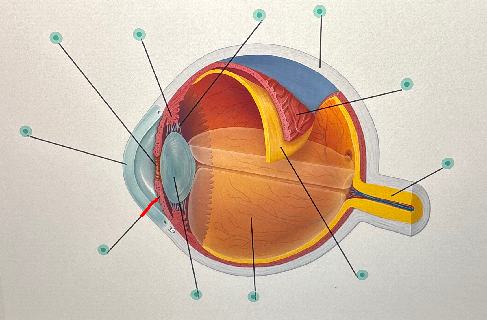 <p><u>Label The Eye</u></p>