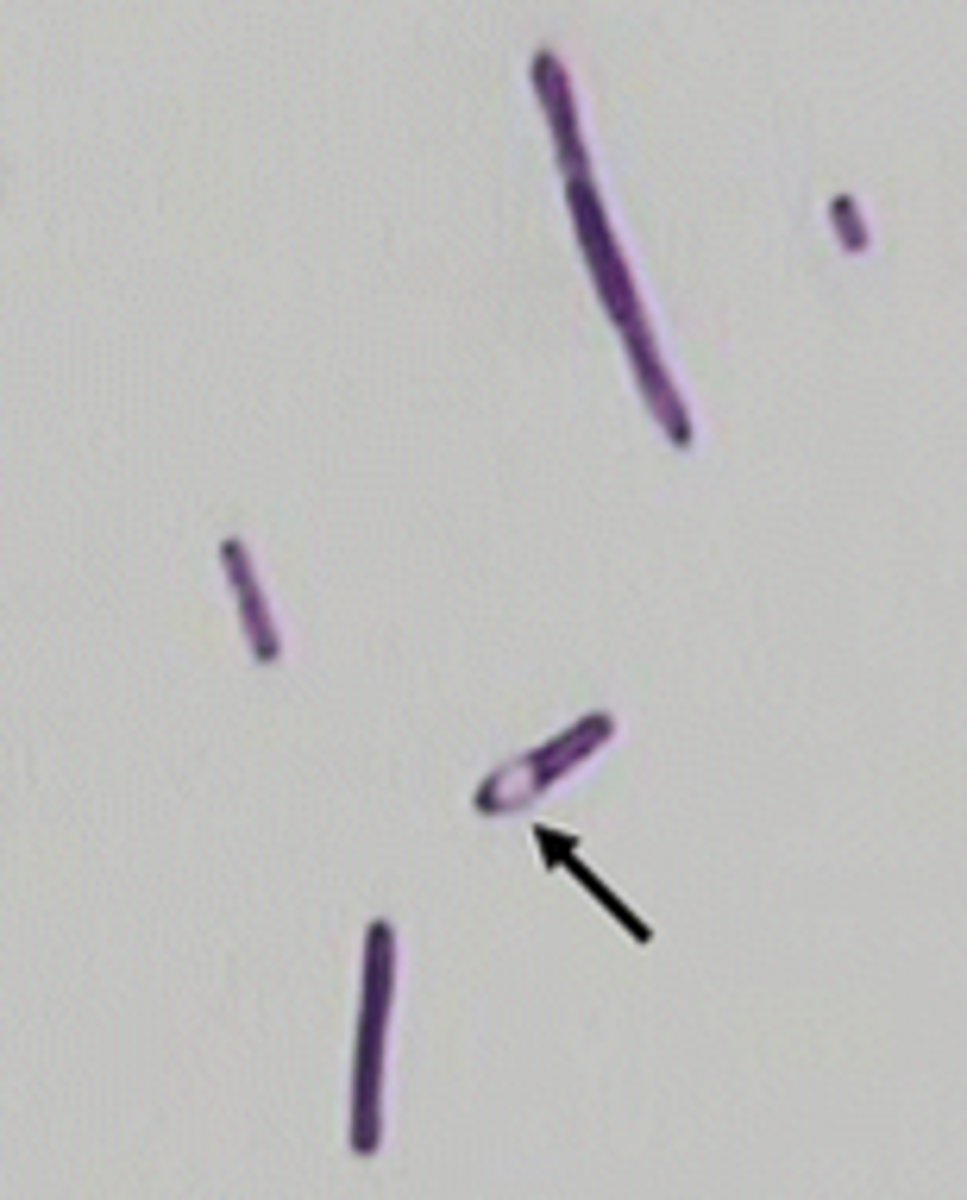 <p>Endospores are clear after the gram stain since the stain cannot penetrate the endospore. This is why we use another stain to detect the endospores bacteria can make.</p>