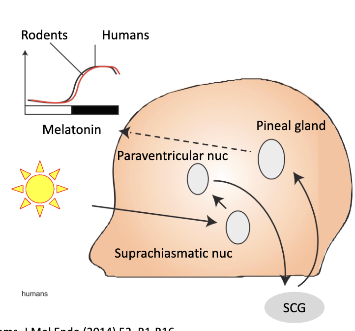 <p><strong>hypothalamus - circadian rhythms</strong></p><ul><li><p>what is the process?</p></li></ul><p></p>