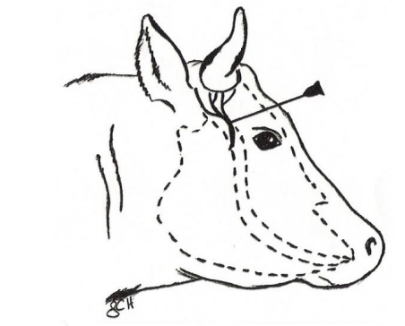 <p>Between the lateral canthus of the eye and the base of the horn along the crest dorsal to the temporal fossa.</p><p>The point of injection on this line is halfway between the lateral canthus of the eye and the base of the horn or about 2.5 cm below the base of the horn (bud).</p>