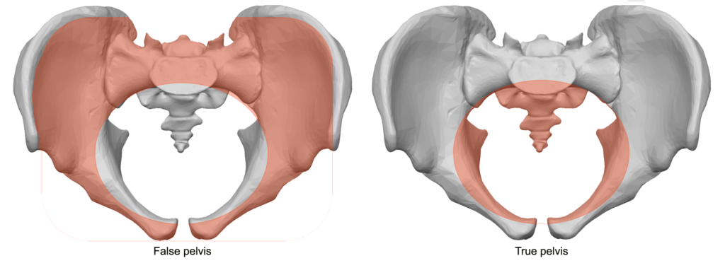 <p>(greater, upper). Above the pelvic brim; bounded by lumbar vertebrae (back), iliac bones (sides), abdominal wall (front); supports abdominal organs.</p>