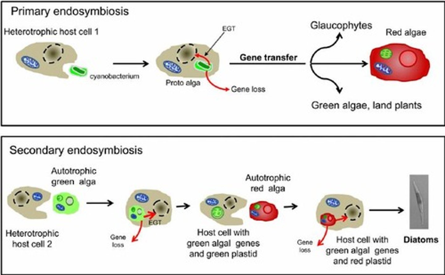 <p>DNA in mitochondria and chloroplasts, double membranes, highly folded inner membranes, electron transport chains, and ATP synthases.</p>
