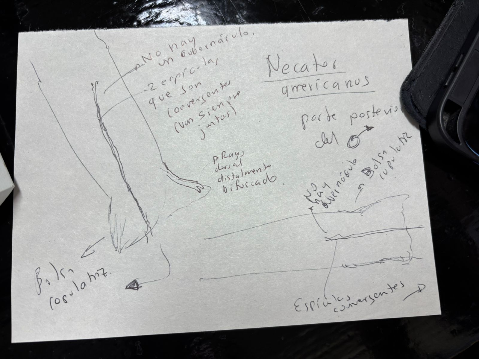 <p>Identificación: Necator americanus</p><p>Estructuras diagnósticas:</p><ul><li><p>Espículas convergentes</p></li><li><p>No hay gubernáculo</p></li><li><p>El rayo dorsal está dividido basalmente en dos ramas, cada una bidigitada distalmente.</p></li></ul><p></p>