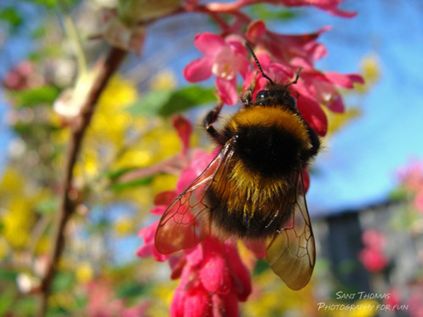 <p>The use of pesticides and loss of wild flowering plants reduces the populations of many insect species (like bees)</p>