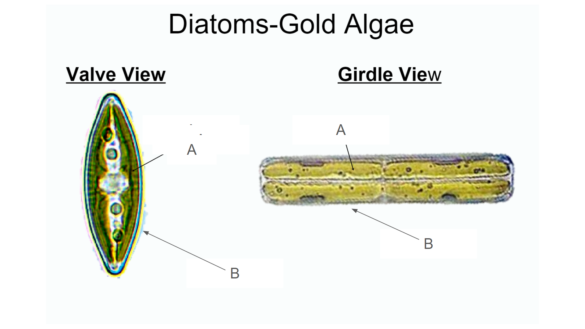 <p>What structure is B</p>