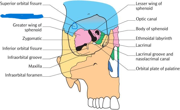 <p>which part of skull?</p>