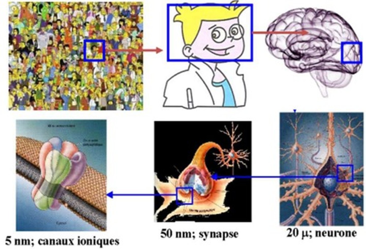 <p>Contient environ 170 milliards de cellules, avec un ratio de 50/50 entre gliales et neurones.</p>