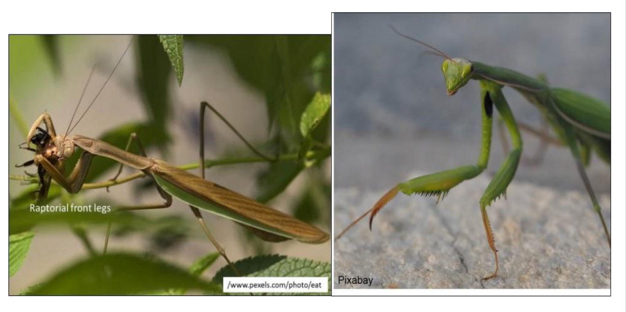 <p>What order do Praying mantids belong to</p>