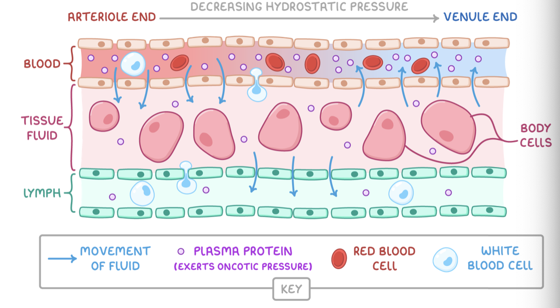 <p><span>Tissue fluid is formed from the blood flowing through capillaries.</span></p><p><strong>At the arteriole end of capillaries:</strong></p><ol><li><p><strong>A high hydrostatic pressure, exerted by the force of the heart pumping, forces fluid out of capillaries.</strong></p></li><li><p><strong>This forms tissue fluid surrounding body cells.</strong></p></li></ol><p><strong>At the venule end of capillaries:</strong></p><ol><li><p><strong>The hydrostatic pressure is lower.</strong></p></li><li><p><strong>Proteins in blood exert a high oncotic pressure, a type of osmotic pressure, in capillaries.</strong></p></li><li><p><strong>The water potential is lower in capillaries than in tissue fluid due to fluid loss.</strong></p></li><li><p><strong>Some tissue fluid moves back into capillaries by osmosis.</strong></p></li></ol><p></p>