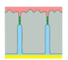 <p>close adherence between two cells, prevents most movement from one side of cell sheet to another</p>