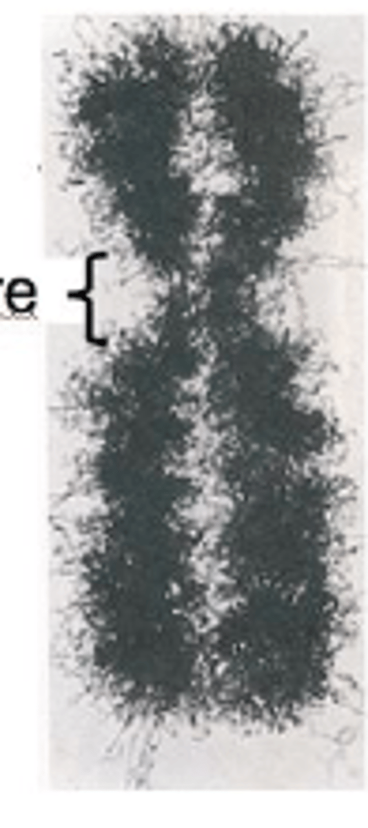 <p>B. DNA from only one of your parents</p>