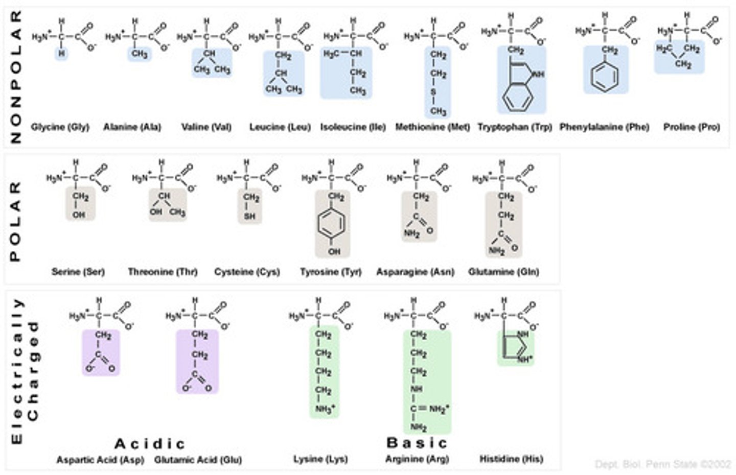 <p>monomers/building blocks of proteins</p>