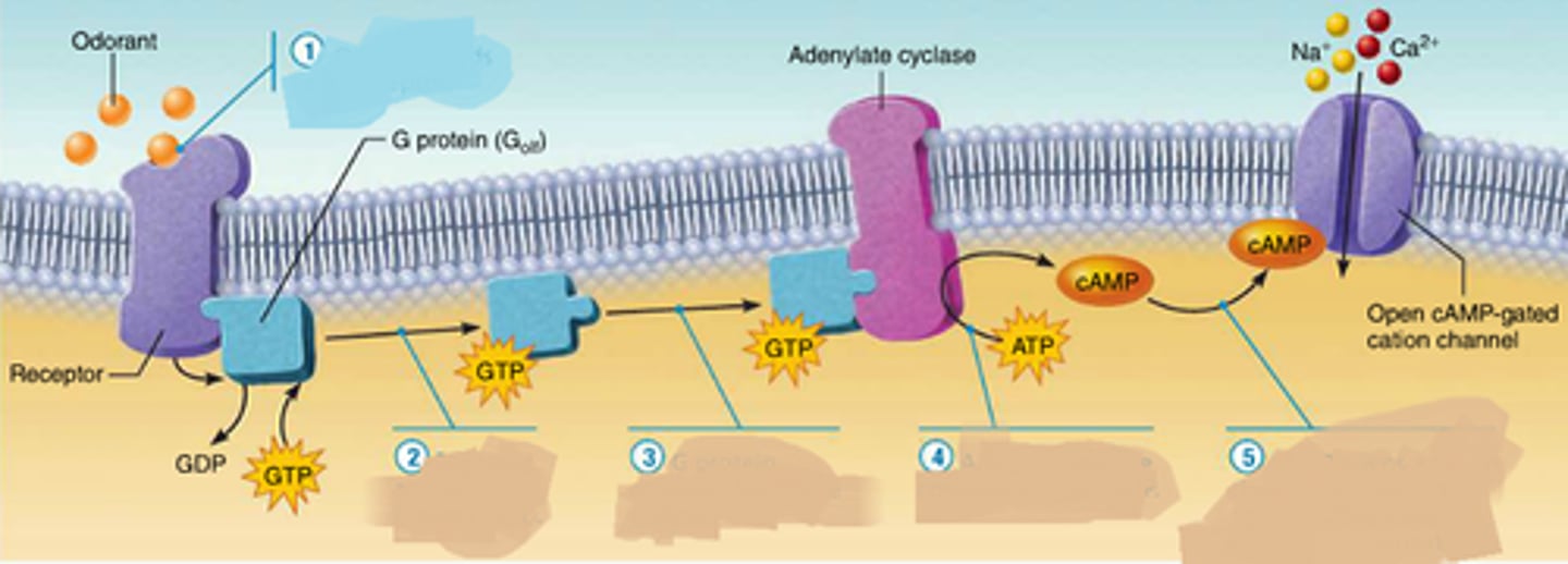 <p>- a 7 transmembrane domain containing protein</p><p>-more than 700 GPCRs in human (150 have no known ligand)</p><p>- senses of sight, smell and taste depend on them</p><p>- the signal molecules are very varied in shape and structure</p><p>- about half of all known drugs work on GPCRs or their pathways</p>