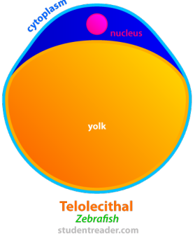 <p>-LOTS of yolk at vegetal pole</p><ul><li><p>Ex: Zebrafish</p></li></ul>