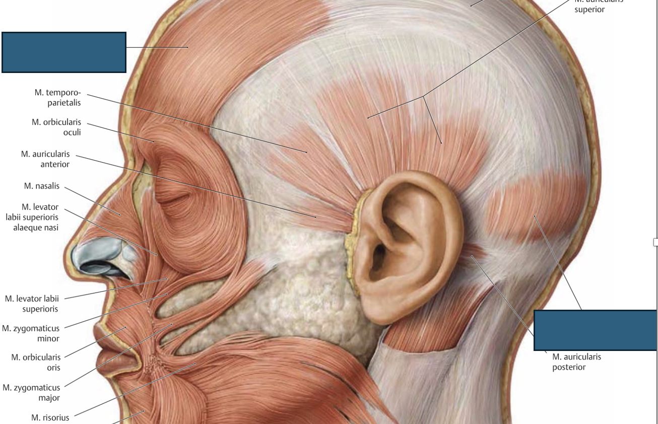 <p>m. occipitofrontalis → peanaha liigutamine ette-taha (kulmude kergitamine), lauba kortsutamine</p>