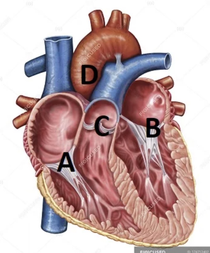 <p>Which valve is located at B?</p>