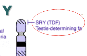 <p>Known as the “guy” gene</p><p>Induces the development of testes </p>
