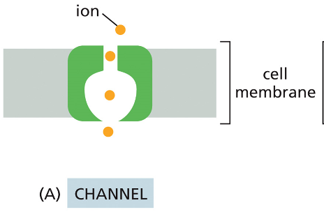 <p>Channels </p>
