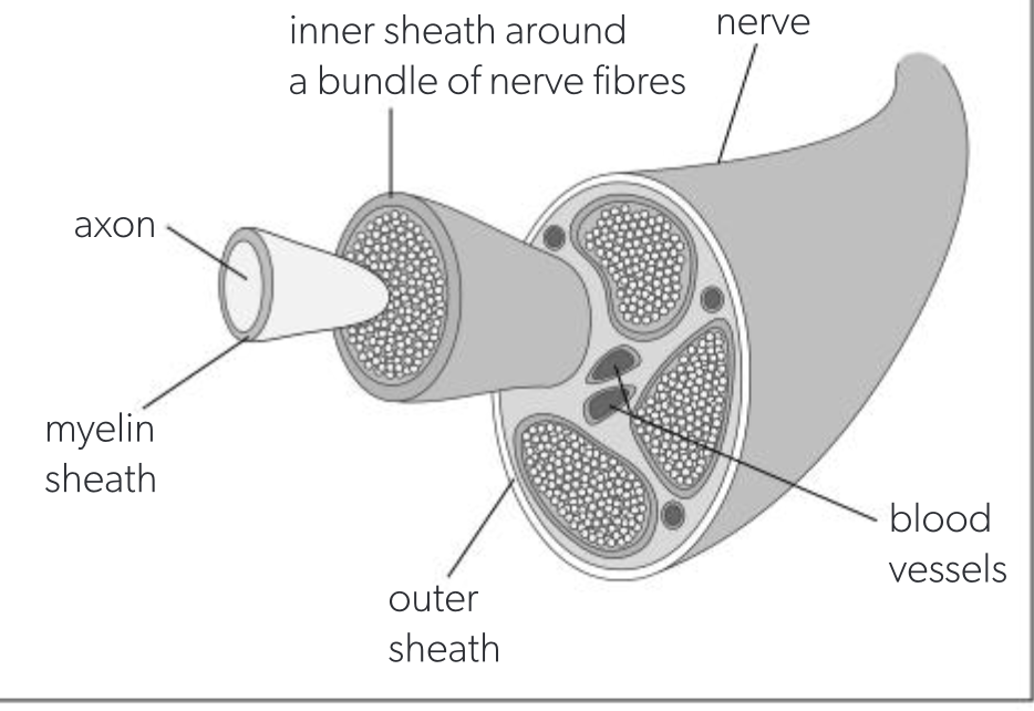 <ul><li><p>nerves are made of bundles of sensory neurones/motor neurones fibres </p><ul><li><p>may be myelinated or unmyelinated</p></li><li><p>protective myelin sheath</p></li></ul></li></ul><p></p>