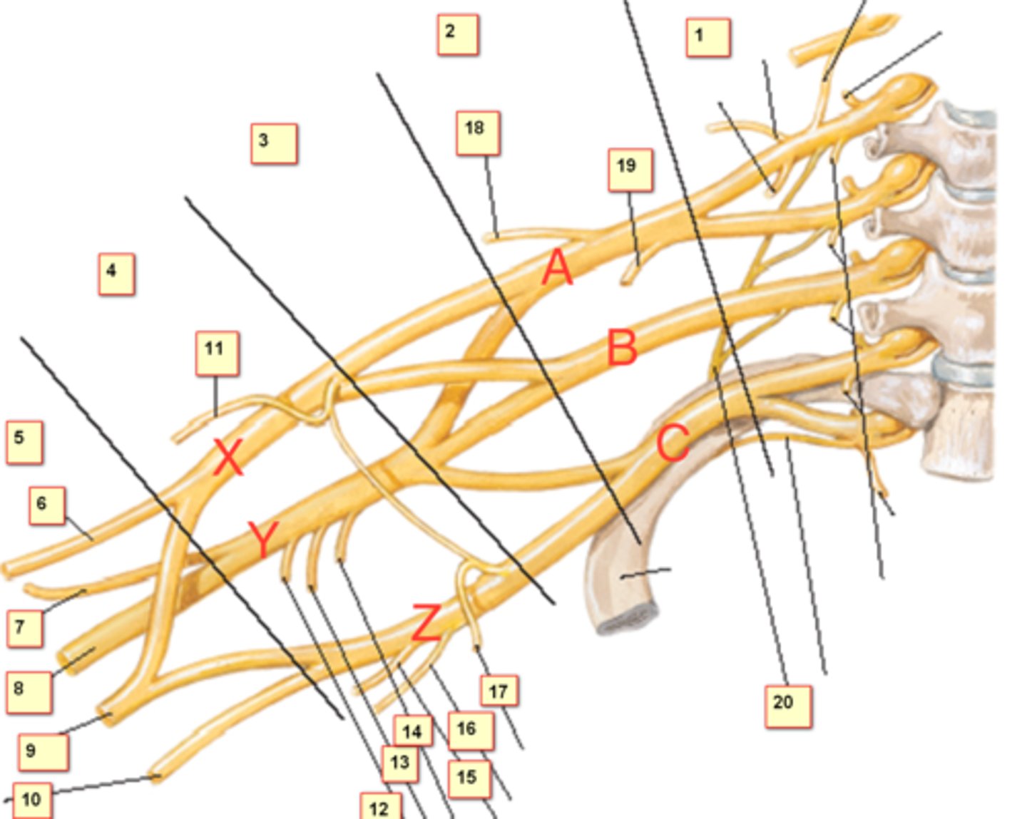 <p>8</p><p>sensation to posterior skin of arm, forearm, and lateral 3.5 digits</p>