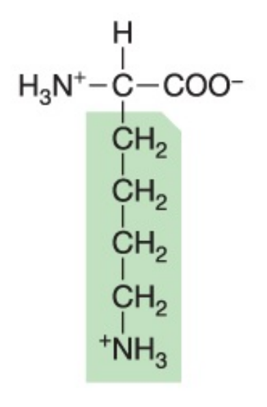 <p>Polar (positively charged), hydrophilic</p>