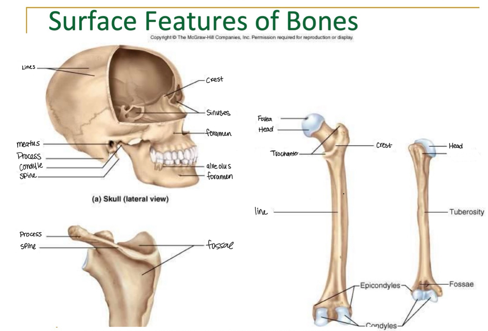 <p><br>label missing word on diagram (Humerus)</p>